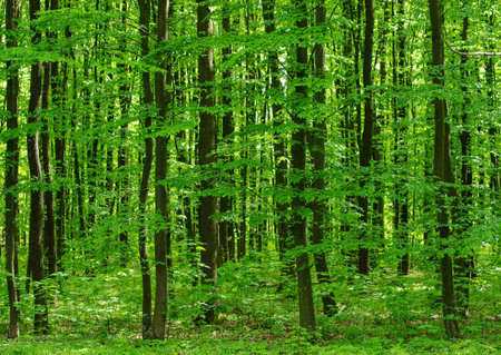 forest trees. nature green wood sunlight backgroundsの写真素材