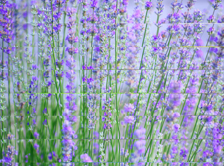 Selective focus on the lavender flower in the flower garden - lavender flowers lit by sunlight.の写真素材
