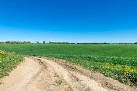 field of green grass and skyの写真素材