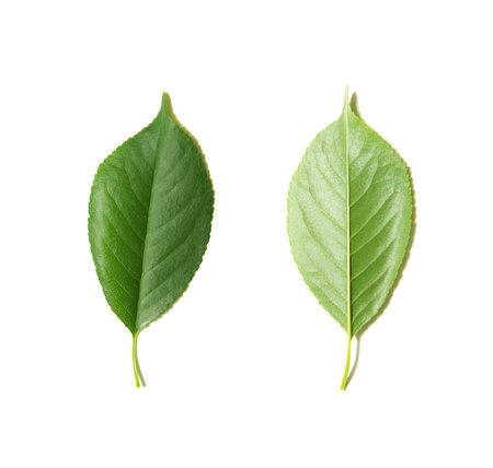 Green tree leaves summer nature isolated white backgroundの写真素材