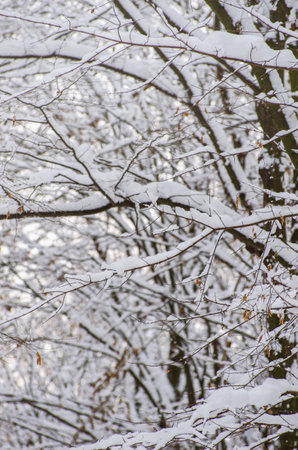 Background of snow on the branches of treesの写真素材