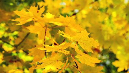 Yellow maple leaves on a twig in autumnの写真素材