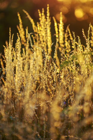 dry grass at sunset on a warm summer eveningの写真素材