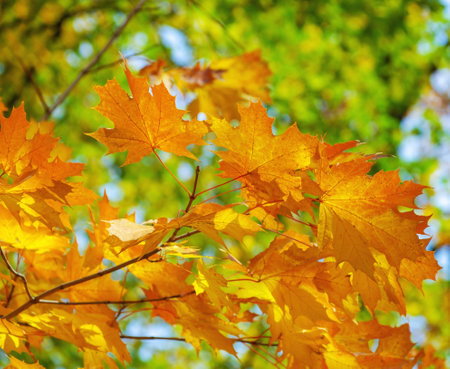 Yellow maple leaves on a twig in autumnの写真素材