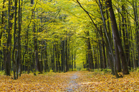 golden autumnal forest with sunbeamsの写真素材