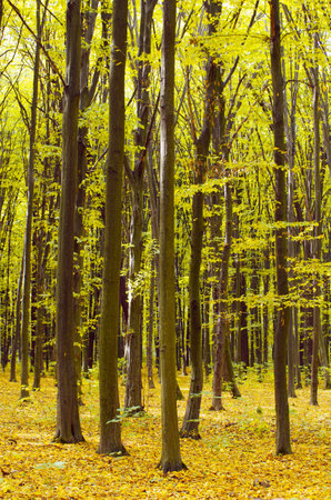golden autumnal forest with sunbeamsの写真素材