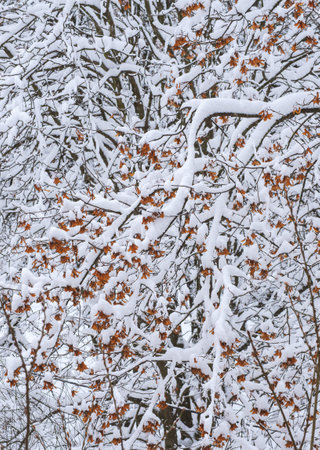 Background of snow on the branches of treesの写真素材