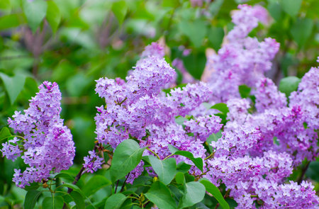 Lilac blossoming branches, selective focusの写真素材