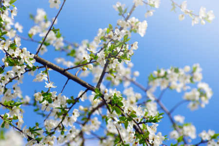 Cherry branch with beautiful backgroundの写真素材