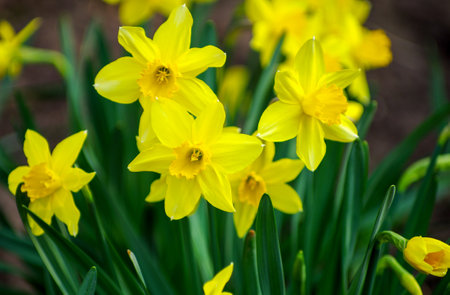 Flower bed with yellow daffodil flowers blooming in the springの写真素材