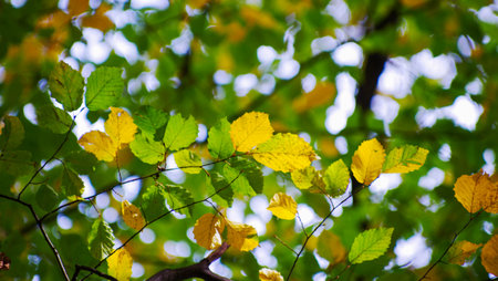 Yellow leaves on a twig in autumnの写真素材