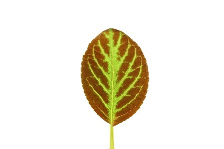 Leaf 