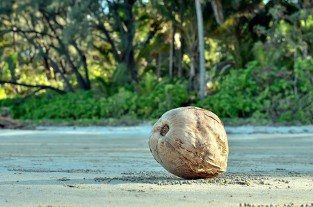 Coconut on the sandy beach