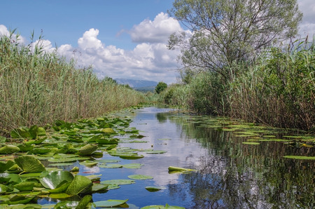 Summer landscape. Colorful blue cloudy sky reflected in water, green plant and water lily leafs. Crystal clear, cold water of this unusual kind of marsh. Nature and travel. Bosnia and Herzegovina, Hutovo Blato Nature Parkの写真素材