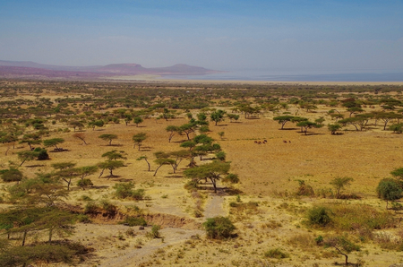 African savanna. Alkaline lake Abijatta. Nature and travel. Ethiopia, Rift Valley, Oromia Region, Abijatta-Shalla National Parkの写真素材