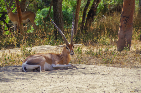 Wildlife of Africa. Antelope. Impala. Close view of a male, with characteristic horns. Inhabit in woodlands. Nature and travel. Ethiopia, Rift Valley, Oromia Region, Abijatta-Shalla National Parkの写真素材