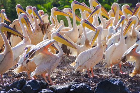 Great white pelican (eastern white pelican, rosy pelican or white pelican) on the coast of the lake Tana, the largest lake in Ethiopia. Amhara Region, the north-western Ethiopian Highlands, Bahir Dar.の写真素材