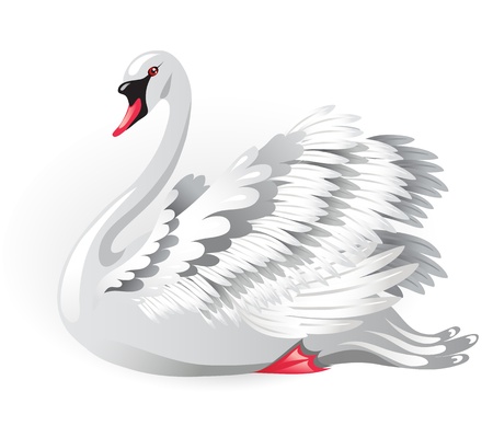 Elegant white swanのイラスト素材