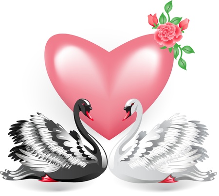 Elegant white and black swan with pink heart  のイラスト素材