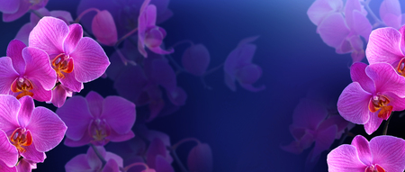 Mysterious pink orchidsの写真素材