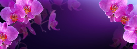 Mysterious pink orchidsの写真素材