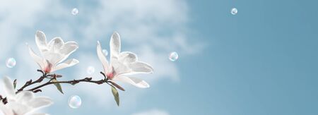 Amazing white magnolia flowers and soap bubbles against the clouds sky の写真素材