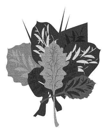 A bouquet of gray leaves for banners, postcards, postersの写真素材