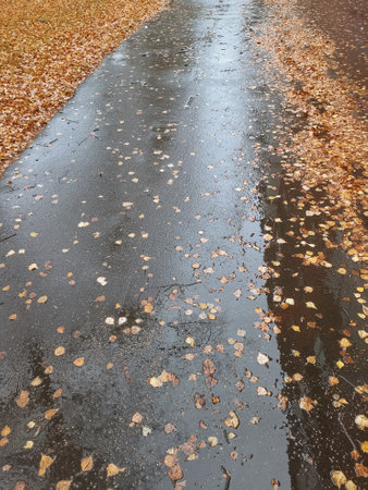 Autumn road after rain for your projects.の写真素材