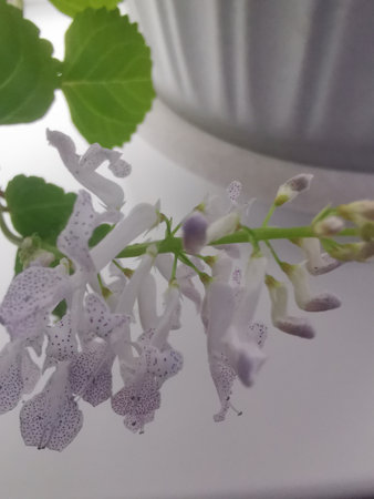 Plectranthus verticillatus .Rare flowering under certain care conditions.House plant.の写真素材
