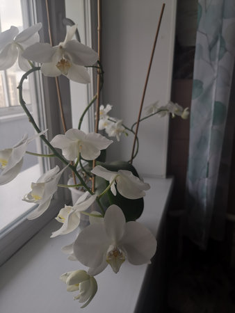 A variety of white delicate flowers of the plant of the genus Phalaenopsis of the orchid family (Orchidaceae).の写真素材