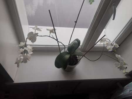 Ornamental house plant of the genus Phalaenopsis of the orchid family (Orchidaceae). Siberia.November.の写真素材