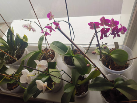 Colorful orchids in the cold season in Siberia on the windowsill.の写真素材