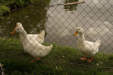 white large ducks with yellow pawsの写真素材
