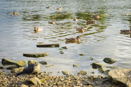 large ducks swim in the riverの写真素材