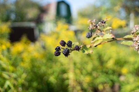 blackberry berries on a branch on a background of the sunの写真素材
