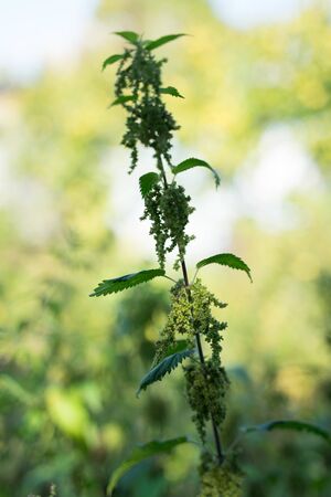 very burning plant - nettle