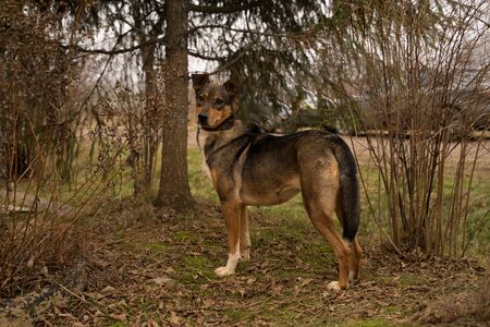 tricolor dog stands on the streetの写真素材