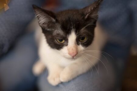 gray-white kitten sits on a white carpetの写真素材