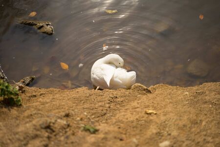 white swan cleans feathers with a yellow beak in waterの写真素材