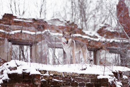 a wolf stands on a brick wall