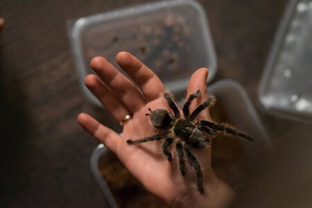 big dark spider with shaggy legsの写真素材