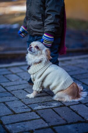 white dog pekingese in clothes sittingの写真素材