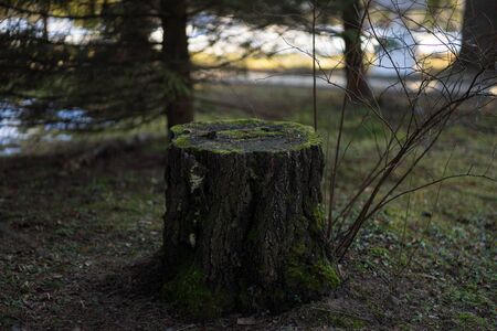 a stump covered with green moss stands in the forest