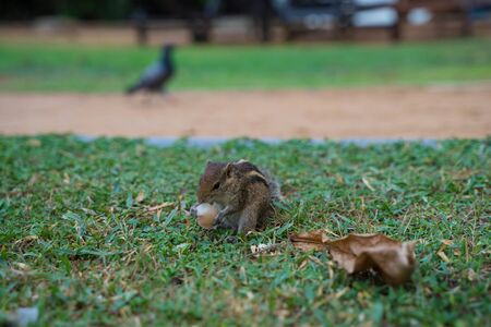 striped palm squirrel (chipmunk) living in Sri Lankaの写真素材