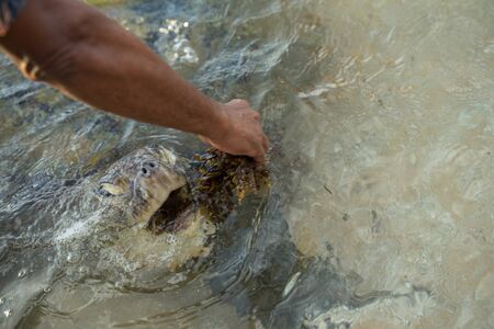 big turtle swims in clear water and eats algae
