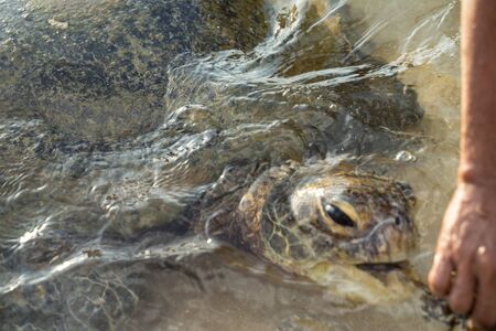 big turtle swims in clear water and eats algae