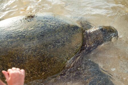 big turtle swims in clear water and eats algae