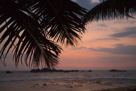 palm trees on a background of orange sunset and the sea in Sri Lanka