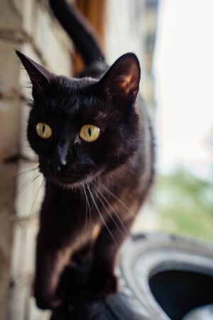 black cat with stripes on the body and yellow eyesの写真素材