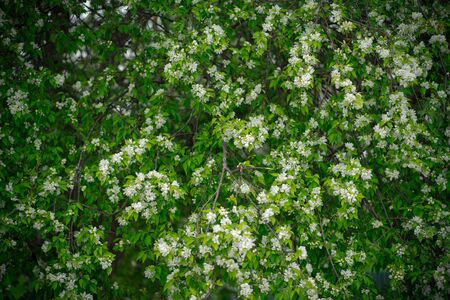 apple tree in white flowers and yellow budsの写真素材
